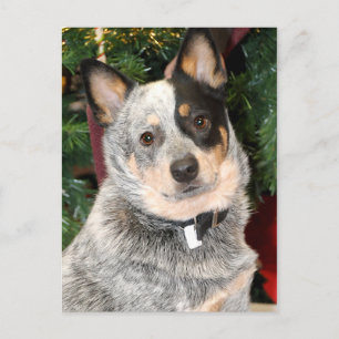 Carte Postale Photo Australian Cattle Dog