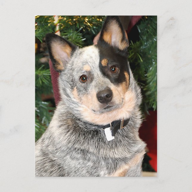 Carte Postale Photo Australian Cattle Dog (Devant)