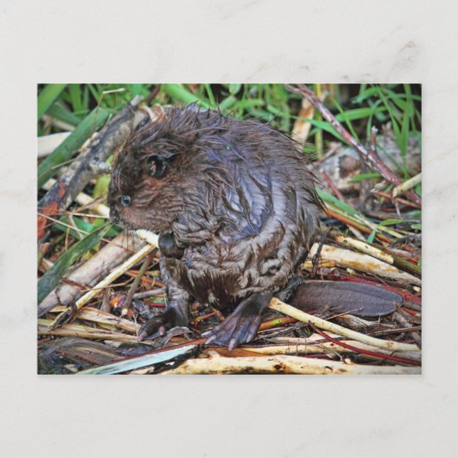 Carte Postale Photo Baby Beaver (Devant)