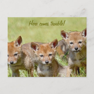 Carte Postale Photo Baby Coyotes