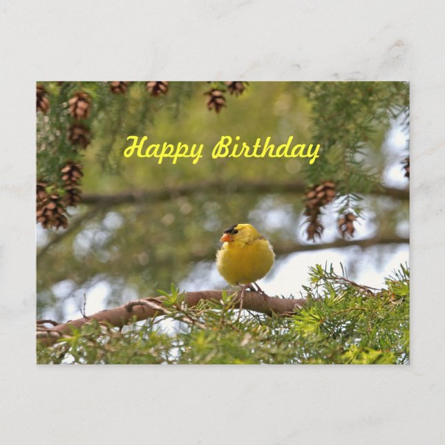 Carte Postale Photo Baby Goldfinch (Devant)