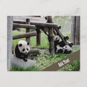 Carte Postale Photo Baby Panda