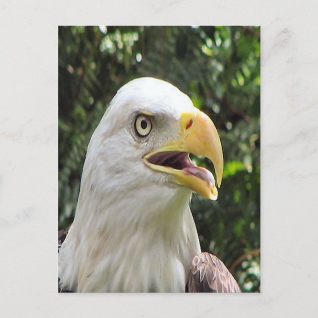 Carte postale photo Bald Eagle (Devant)