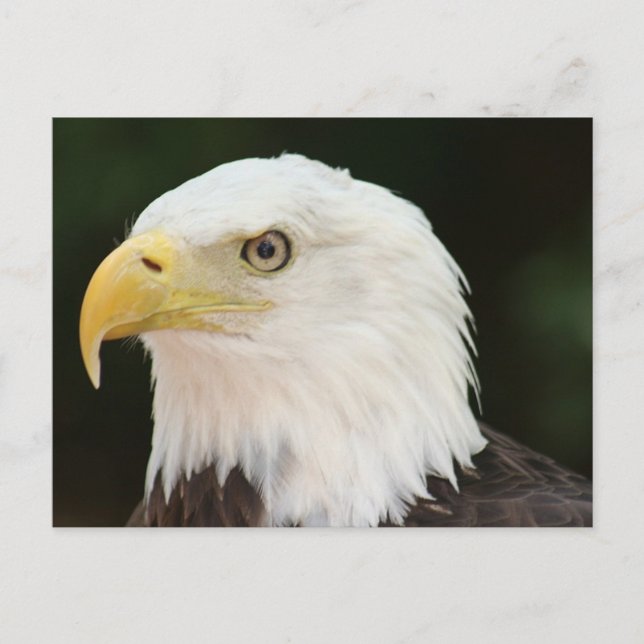 Carte postale photo Bald Eagle (Devant)