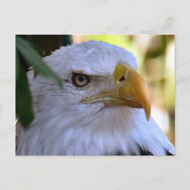 Carte postale photo Bald Eagle (Devant)