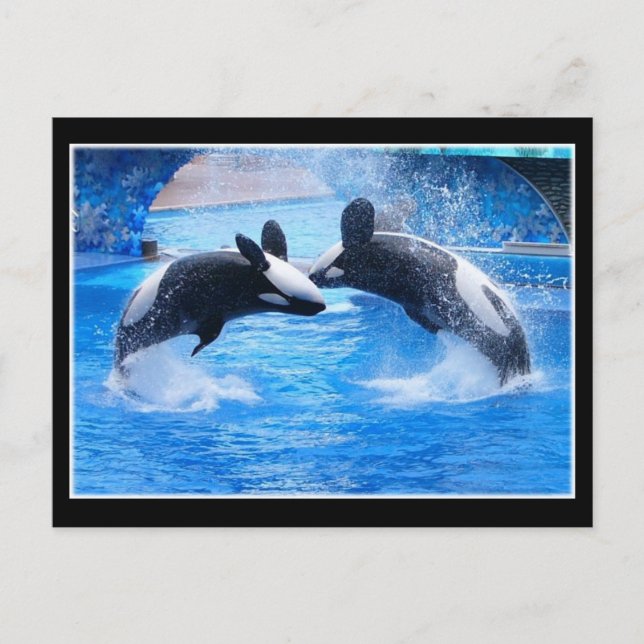 Carte postale Photo Baleine (Devant)