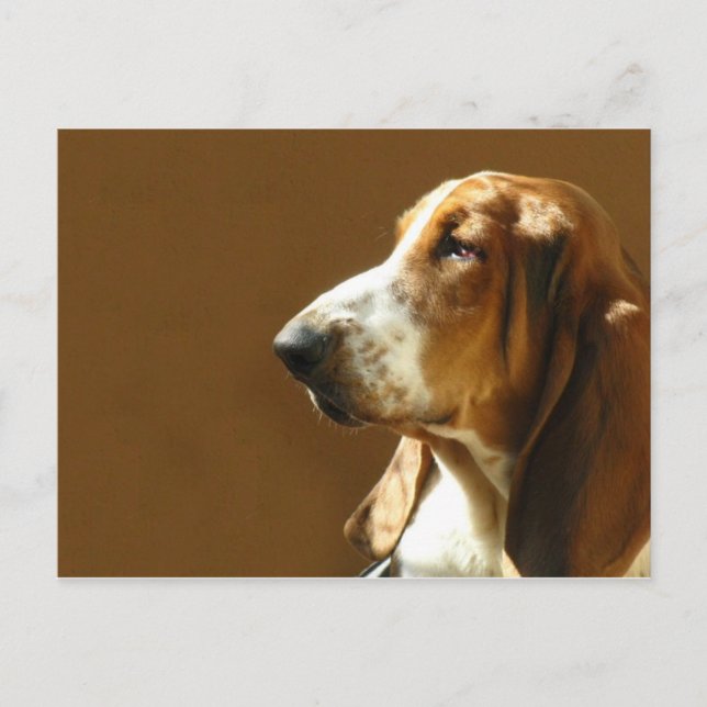 Carte postale photo Basset Hound (Devant)