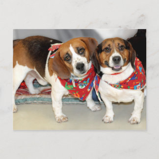 Carte Postale Photo Beagle de l'abri