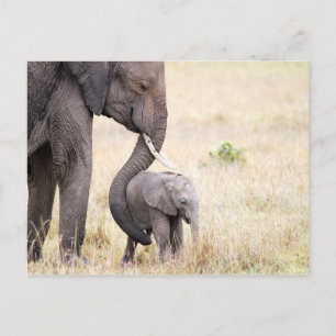 Carte Postale Photo bébé de l'éléphant de l'amour maternel