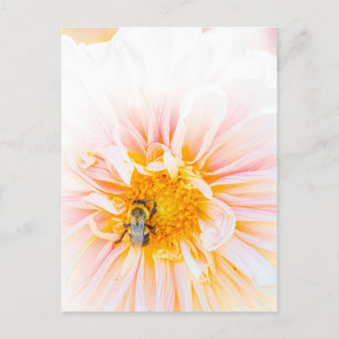 Carte postale photo Bee on a Pink Dahlia