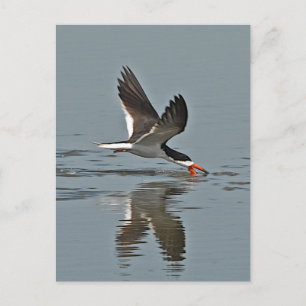 Carte Postale Photo Black Skimmer