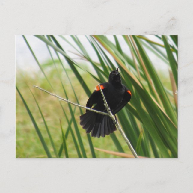 Carte postale photo Blackbird à aile rouge (Devant)