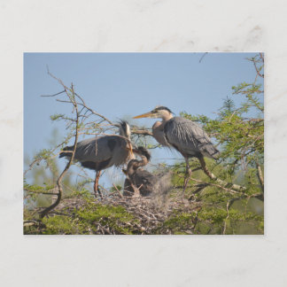 Carte postale photo Blue Heron Nest