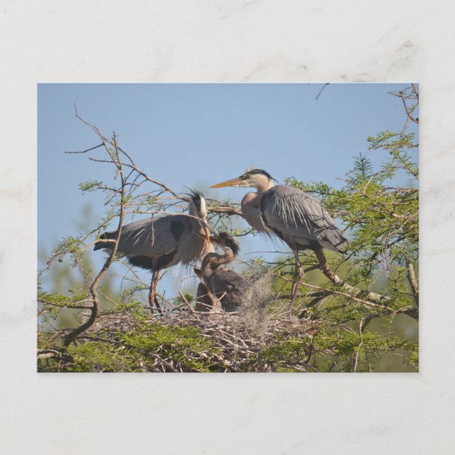Carte postale photo Blue Heron Nest (Devant)
