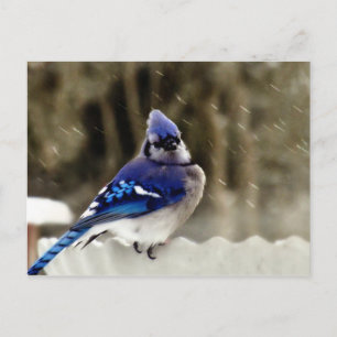 Carte Postale Photo Blue Jay