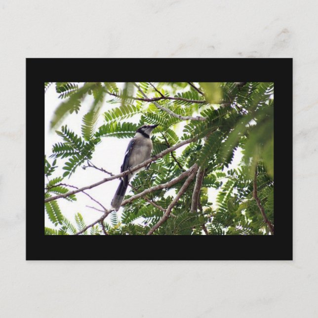 Carte postale Photo Blue Jay (Devant)