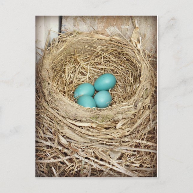 Carte postale photo Blue Robin Egg (Devant)