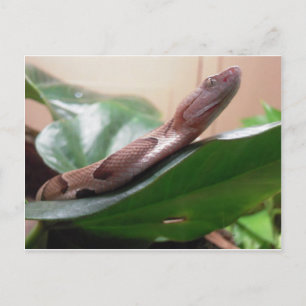 Carte Postale Photo Boa