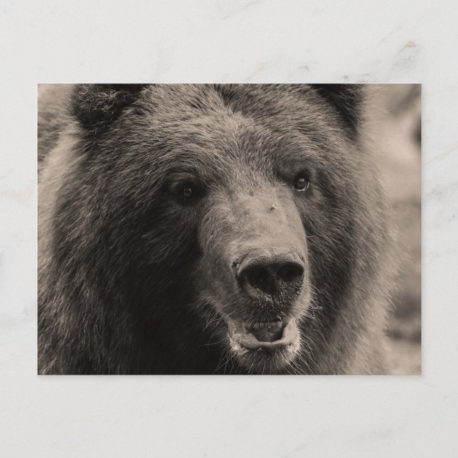 Carte Postale Photo Brown de faune d'ours gris (Devant)