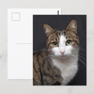 Carte Postale Photo Brown Tablette Personnalisée Chat pour anima
