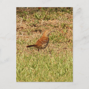 Carte Postale Photo Brown Thrasher Bird