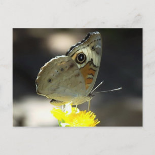 Carte Postale Photo Buckeye Butterfly on Yellow a Flower