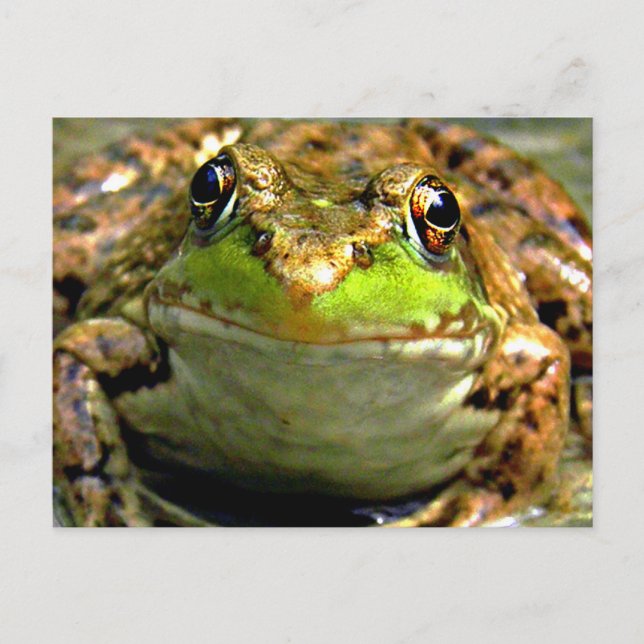 Carte Postale Photo Bullfrog (Devant)