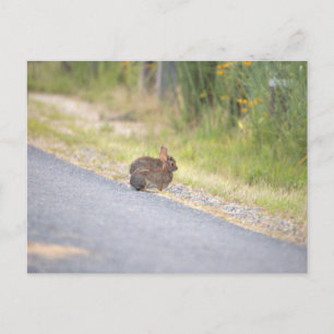 Carte postale photo Bunnies