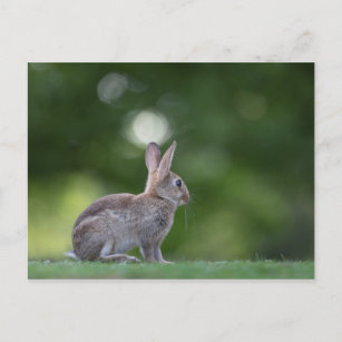 Carte Postale Photo Bunny