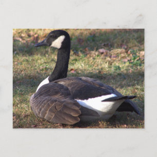 Carte postale Photo Canada Goose