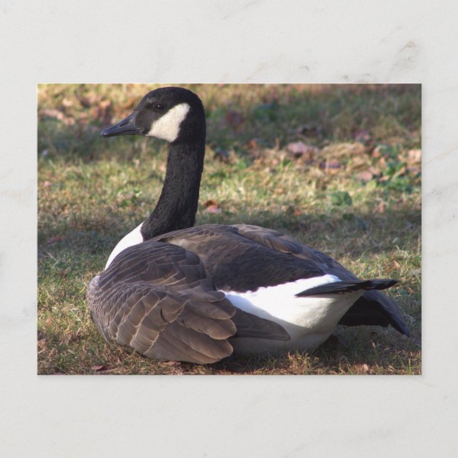Carte postale Photo Canada Goose (Devant)