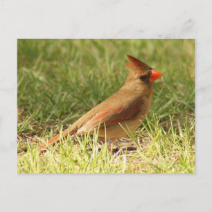 Carte postale Photo Cardinal Femme