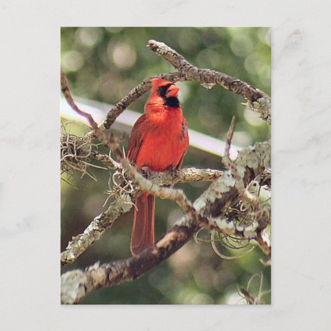 Carte postale Photo Cardinal Homme (Devant)