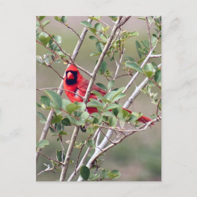 Carte postale Photo Cardinal Homme (Devant)