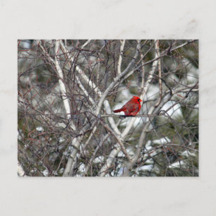 Carte Postale Photo Cardinal Snow Birch Tree