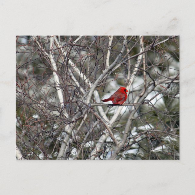 Carte Postale Photo Cardinal Snow Birch Tree (Devant)