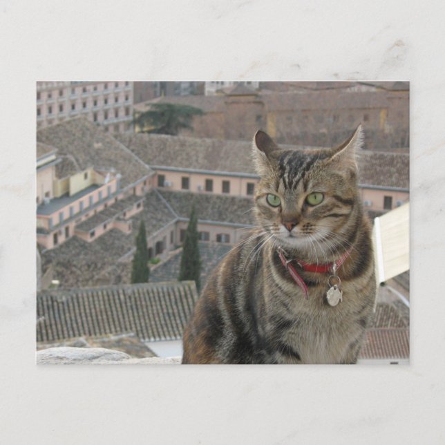 Carte postale Photo Cat (Devant)