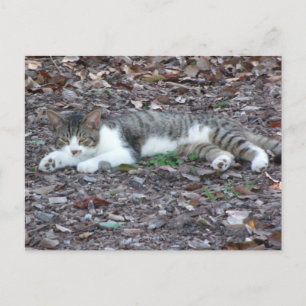 Carte postale Photo Cat