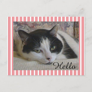 Carte Postale Photo Cat