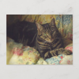 Carte postale photo Cat Fine Art