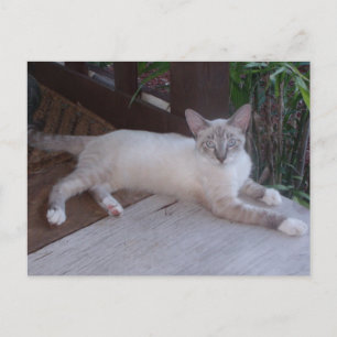 Carte postale Photo Chat Blanc