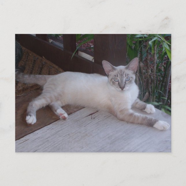Carte postale Photo Chat Blanc (Devant)