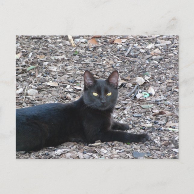 Carte postale Photo Chat noir (Devant)