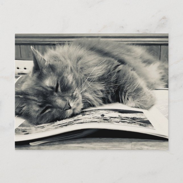 Carte postale photo "Chat on a Book" (Devant)