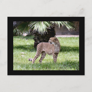 Carte postale photo Cheetah