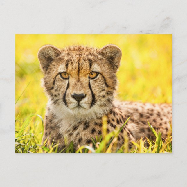 Carte postale photo Cheetah (Devant)