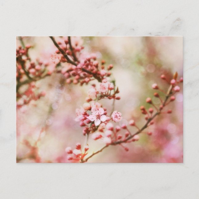 Carte Postale Photo Cherry Blossoms (Devant)