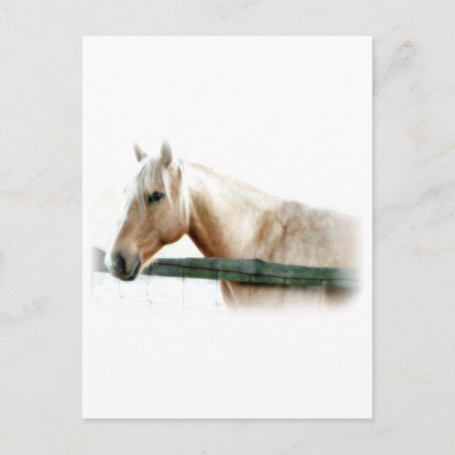 Carte Postale Photo Cheval (Devant)
