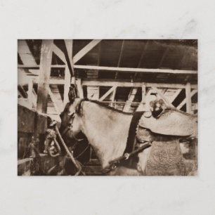 Carte Postale Photo Cheval d'apparence antique