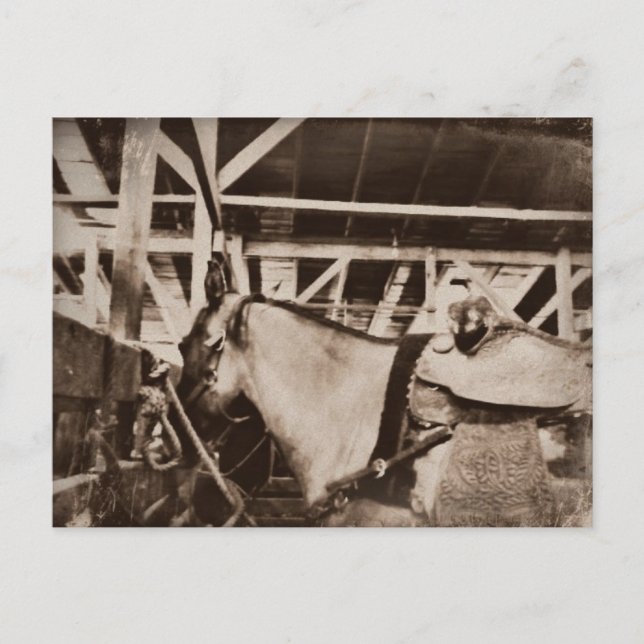 Carte Postale Photo Cheval d'apparence antique (Devant)